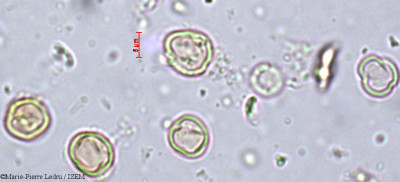 Medusandra richardsiana - lame n° 22940