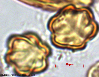 Marie-Pierre.Ledru/Memecylon_roseum_1385/Memecylon_roseum_1385_0001(copy)_thumb.jpg