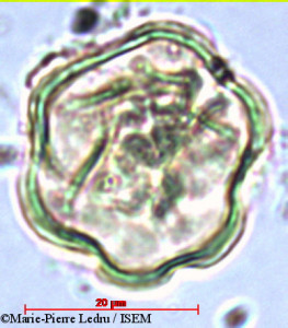 Marie-Pierre.Ledru/Memecylon_thouvenotii_1384/Memecylon_thouvenotii_1384_0001(copy)_thumb.jpg