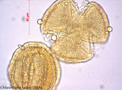 Marie-Pierre.Ledru/Merremia_peltata_2515/Merremia_peltata_2515_0001(copy)_thumb.jpg