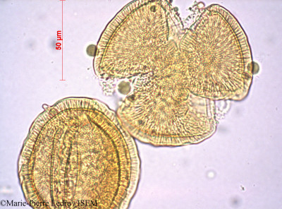 Merremia peltata - lame n° 2515
