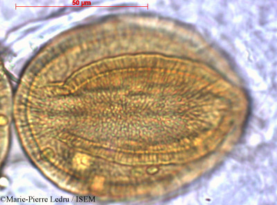 Merremia peltata - lame n° 2515