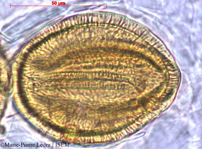 Merremia peltata - lame n° 2515