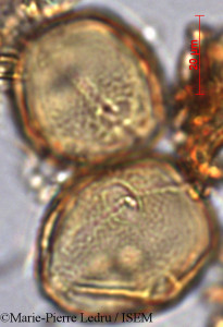 Marie-Pierre.Ledru/Mimusops_caffra_7335/Mimusops_caffra_7335_0001(copy)_thumb.jpg
