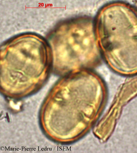 Marie-Pierre.Ledru/Mimusops_lecomtei_33944/Mimusops_lecomtei_33944_0001(copy)_thumb.jpg
