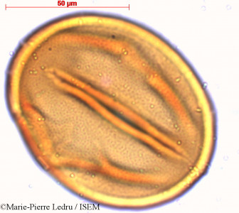 Mucuna gigantea - lame n° 6042