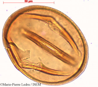 Mucuna gigantea - lame n° 6042