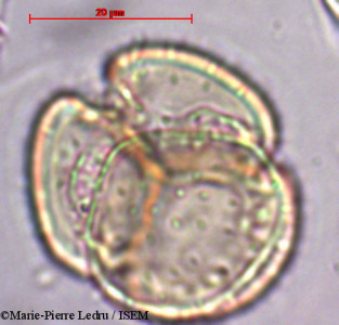 Marie-Pierre.Ledru/Nepenthes_pervillei_23427/Nepenthes_pervillei_23427_0001(copy)_thumb.jpg
