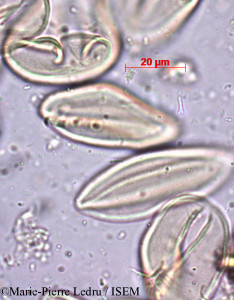 Marie-Pierre.Ledru/Nephrosperma_van-houtteanum_20698/Nephrosperma_van-houtteanum_20698_0001(copy)_thumb.jpg