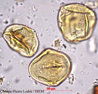 Marie-Pierre.Ledru/Northia_hoshinoi_2287/Northia_hoshinoi_2287_0001(copy)_thumb.jpg