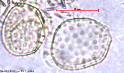 Pandanus - lame n° 3046