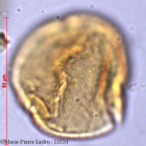 Marie-Pierre.Ledru/Peponium_grandidieri_6579/Peponium_grandidieri_6579_0001(copy)_thumb.jpg