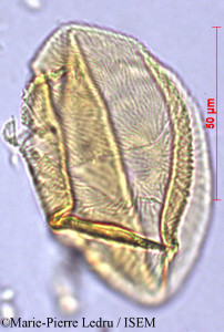 Marie-Pierre.Ledru/Peponium_poissonii_6578/Peponium_poissonii_6578_0001(copy)_thumb.jpg