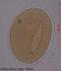 Marie-Pierre.Ledru/Phymatodes_scolopendria_80206/Phymatodes_scolopendria_80206_0001(copy)_thumb.jpg