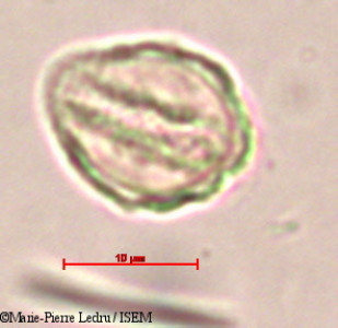 Marie-Pierre.Ledru/Piper_thwaitesii_23901/Piper_thwaitesii_23901_0001(copy)_thumb.jpg