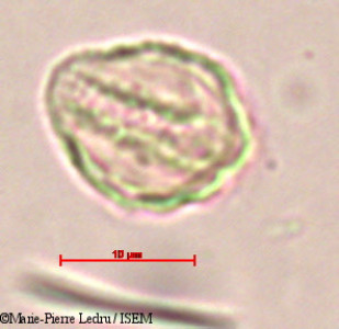 Piper thwaitesii - lame n° 23901