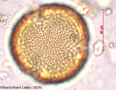 Marie-Pierre.Ledru/Pisonia_grandis_7146/Pisonia_grandis_7146_0001(copy)_thumb.jpg
