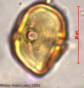 Marie-Pierre.Ledru/Pouteria_ptychandra_2182/Pouteria_ptychandra_2182_0001(copy)_thumb.jpg