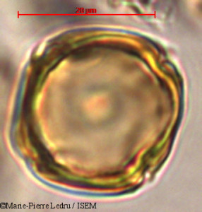 Marie-Pierre.Ledru/Pouteria_surinamensis_1740/Pouteria_surinamensis_1740_0001(copy)_thumb.jpg