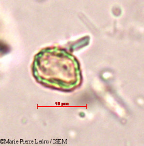 Marie-Pierre.Ledru/Prangos_anisoptera_14127/Prangos_anisoptera_14127_0001(copy)_thumb.jpg