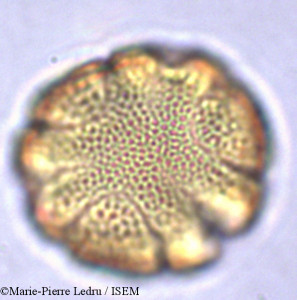 Pseuderanthemum tunicatum - lame n° 32121