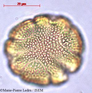 Pseuderanthemum tunicatum - lame n° 32121