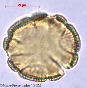 Pseuderanthemum tunicatum - lame n° 32121