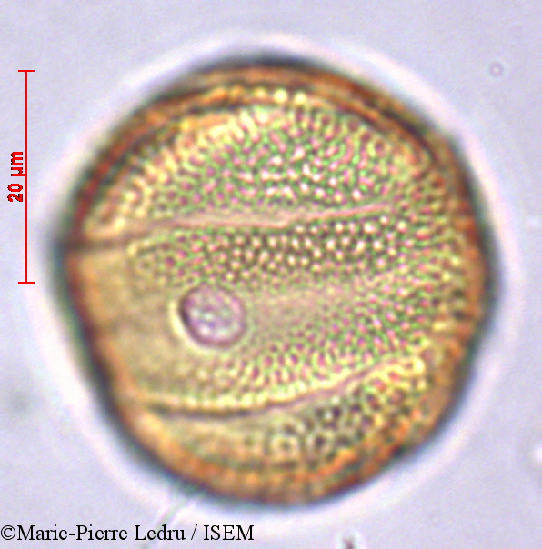 Marie-Pierre.Ledru/Pseuderanthemum_tunicatum_32121/Pseuderanthemum_tunicatum_32121_0004(copy).jpg