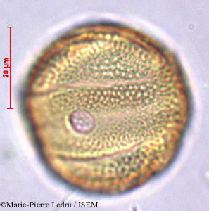Pseuderanthemum tunicatum - lame n° 32121