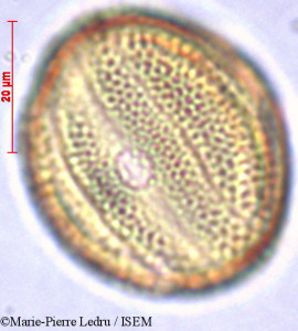 Pseuderanthemum tunicatum - lame n° 32121