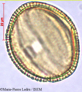 Pseuderanthemum tunicatum - lame n° 32121