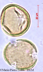 Marie-Pierre.Ledru/Rapanea_melanophloeos_37754/Rapanea_melanophloeos_37754_0001(copy)_thumb.jpg