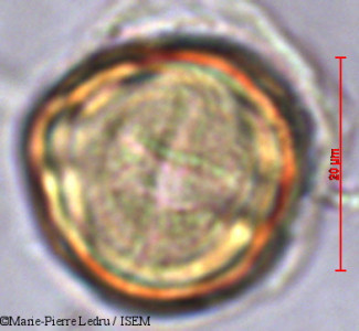 Marie-Pierre.Ledru/Rhizophora_mucronata_2672/Rhizophora_mucronata_2672_0001(copy)_thumb.jpg