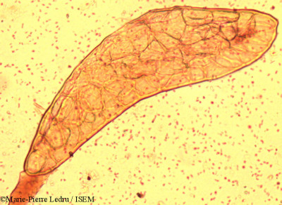 Marie-Pierre.Ledru/Sarcostemma_acidum_18920/Sarcostemma_acidum_18920_0001(copy)_thumb.jpg
