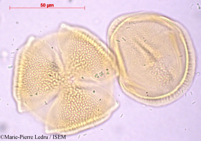 Marie-Pierre.Ledru/Scaevola_frutescens_24245/Scaevola_frutescens_24245_0001(copy)_thumb.jpg