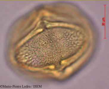 Marie-Pierre.Ledru/Scaevola_taccada_28826/Scaevola_taccada_28826_0001(copy)_thumb.jpg