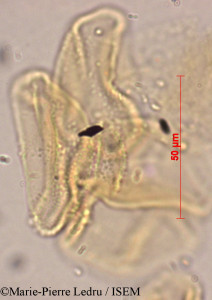 Marie-Pierre.Ledru/Schizea_dichotoma_81935/Schizea_dichotoma_81935_0001(copy)_thumb.jpg