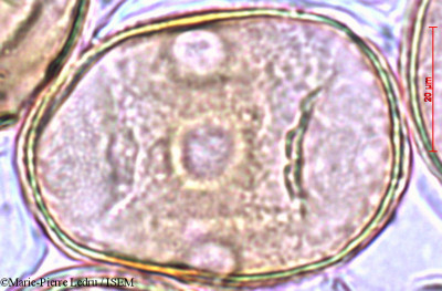 Sonneratia alba - lame n° 3028