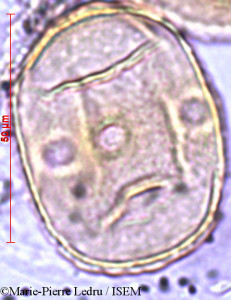 Sonneratia alba - lame n° 3028
