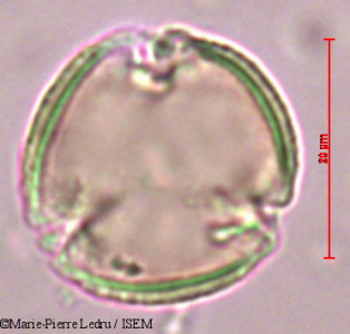 Sophora tomentosa - lame n° 9193