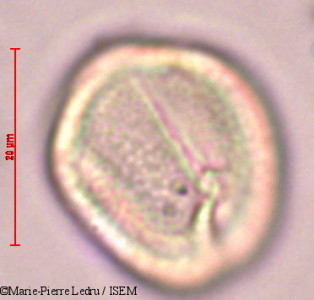 Sophora tomentosa - lame n° 9193