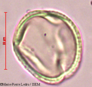 Sophora tomentosa - lame n° 9193