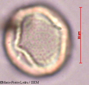 Sophora tomentosa - lame n° 9193