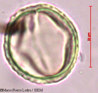 Sophora tomentosa - lame n° 9193