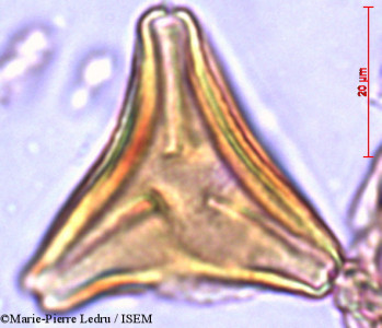 Marie-Pierre.Ledru/Suriana_maritima_13099/Suriana_maritima_13099_0001(copy)_thumb.jpg