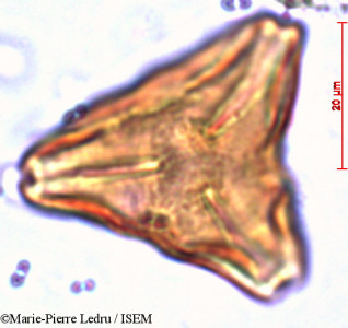 Suriana maritima - lame n° 13099