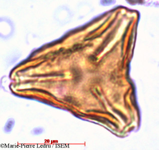 Suriana maritima - lame n° 13099