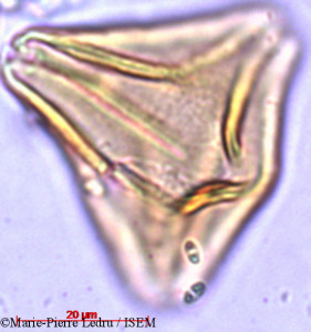 Suriana maritima - lame n° 13099