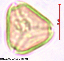 Marie-Pierre.Ledru/Syzygium_syzygioides_28695/Syzygium_syzygioides_28695_0001(copy).jpg