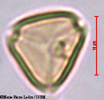 Marie-Pierre.Ledru/Syzygium_syzygioides_28695/Syzygium_syzygioides_28695_0002(copy).jpg